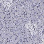 Bisphosphoglycerate mutase Antibody in Immunohistochemistry (Paraffin) (IHC (P))