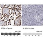 Bisphosphoglycerate mutase Antibody