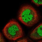 FBXO5 Antibody in Immunocytochemistry (ICC/IF)