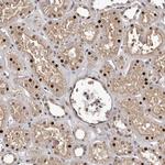 FBXO5 Antibody in Immunohistochemistry (Paraffin) (IHC (P))