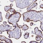 LYAG Antibody in Immunohistochemistry (Paraffin) (IHC (P))