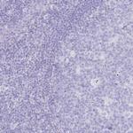 LYAG Antibody in Immunohistochemistry (Paraffin) (IHC (P))