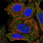 CD275 (B7-H2) Antibody in Immunocytochemistry (ICC/IF)