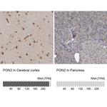 PON2 Antibody