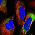 SERPINH1 Antibody in Immunocytochemistry (ICC/IF)