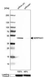 SERPINH1 Antibody