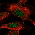 AMD1 Antibody in Immunocytochemistry (ICC/IF)