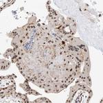 AMD1 Antibody in Immunohistochemistry (Paraffin) (IHC (P))