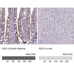 ACE Antibody