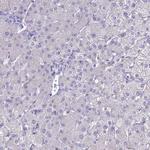 ACE Antibody in Immunohistochemistry (Paraffin) (IHC (P))