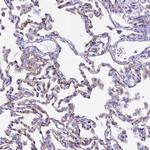 ACE Antibody in Immunohistochemistry (Paraffin) (IHC (P))