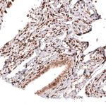 HOXA5 Antibody in Immunohistochemistry (Paraffin) (IHC (P))