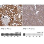 APEH Antibody