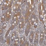 APEH Antibody in Immunohistochemistry (Paraffin) (IHC (P))