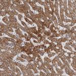 ALDH5A1 Antibody in Immunohistochemistry (Paraffin) (IHC (P))