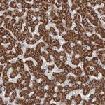 ALDH5A1 Antibody in Immunohistochemistry (Paraffin) (IHC (P))