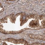 SLC22A3 Antibody in Immunohistochemistry (Paraffin) (IHC (P))