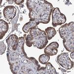 SMS Antibody in Immunohistochemistry (Paraffin) (IHC (P))