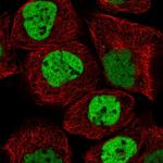 NuMA Antibody in Immunocytochemistry (ICC/IF)