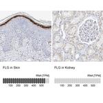 Filaggrin Antibody