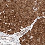 eIF4H Antibody in Immunohistochemistry (Paraffin) (IHC (P))