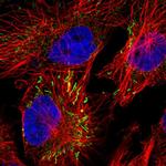 MIPEP Antibody in Immunocytochemistry (ICC/IF)