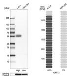 Cytokeratin 13 Antibody