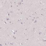 Golgi protein 58k Antibody in Immunohistochemistry (Paraffin) (IHC (P))