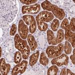 Golgi protein 58k Antibody in Immunohistochemistry (Paraffin) (IHC (P))