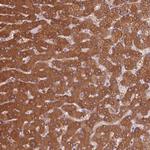 Golgi protein 58k Antibody in Immunohistochemistry (Paraffin) (IHC (P))