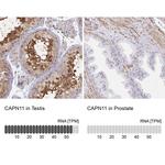 Calpain 11 Antibody