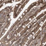 KAO Antibody in Immunohistochemistry (Paraffin) (IHC (P))