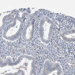 KAO Antibody in Immunohistochemistry (Paraffin) (IHC (P))