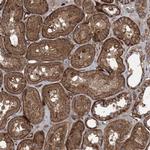 KAO Antibody in Immunohistochemistry (Paraffin) (IHC (P))