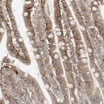 KAO Antibody in Immunohistochemistry (Paraffin) (IHC (P))