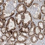 KAO Antibody in Immunohistochemistry (Paraffin) (IHC (P))