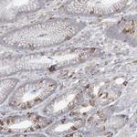 KAO Antibody in Immunohistochemistry (Paraffin) (IHC (P))