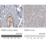 CD133 Antibody