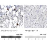 CD41 Antibody