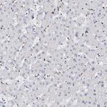 CD41 Antibody in Immunohistochemistry (Paraffin) (IHC (P))