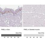 PMEL Antibody