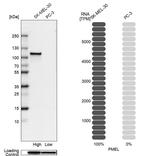 PMEL Antibody