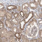 ZC3H12A Antibody in Immunohistochemistry (Paraffin) (IHC (P))