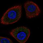 DDIT4 Antibody in Immunocytochemistry (ICC/IF)