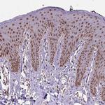 UBA3 Antibody in Immunohistochemistry (Paraffin) (IHC (P))