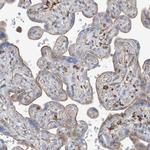 PEAR1 Antibody in Immunohistochemistry (Paraffin) (IHC (P))