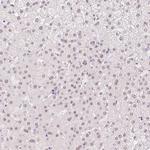 HNF1A Antibody in Immunohistochemistry (Paraffin) (IHC (P))