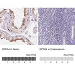 DPPA4 Antibody