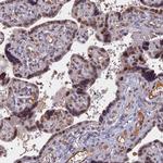 Cdc7 Antibody in Immunohistochemistry (Paraffin) (IHC (P))