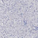 beta Synuclein Antibody in Immunohistochemistry (Paraffin) (IHC (P))